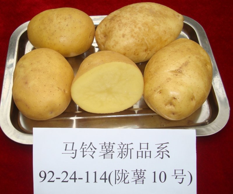 1338) 【字体