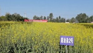 副省长王钧莅临省农科院中药材研究所漳