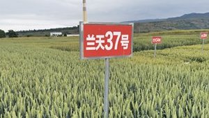 省委副书记石谋军莅临省农科院调研指导