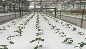 本发明涉及一种由微生物菌剂...