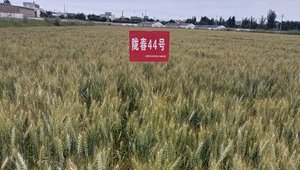 副省长王钧莅临省农科院调研指导工作