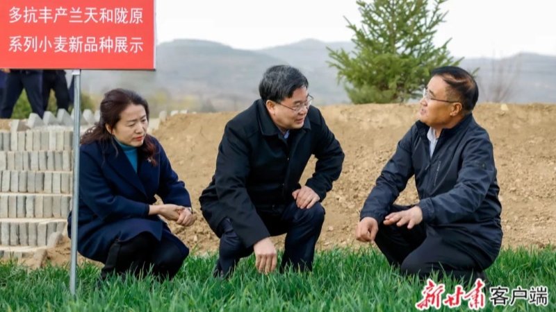 省委书记胡昌升调研考察清水小麦试验示